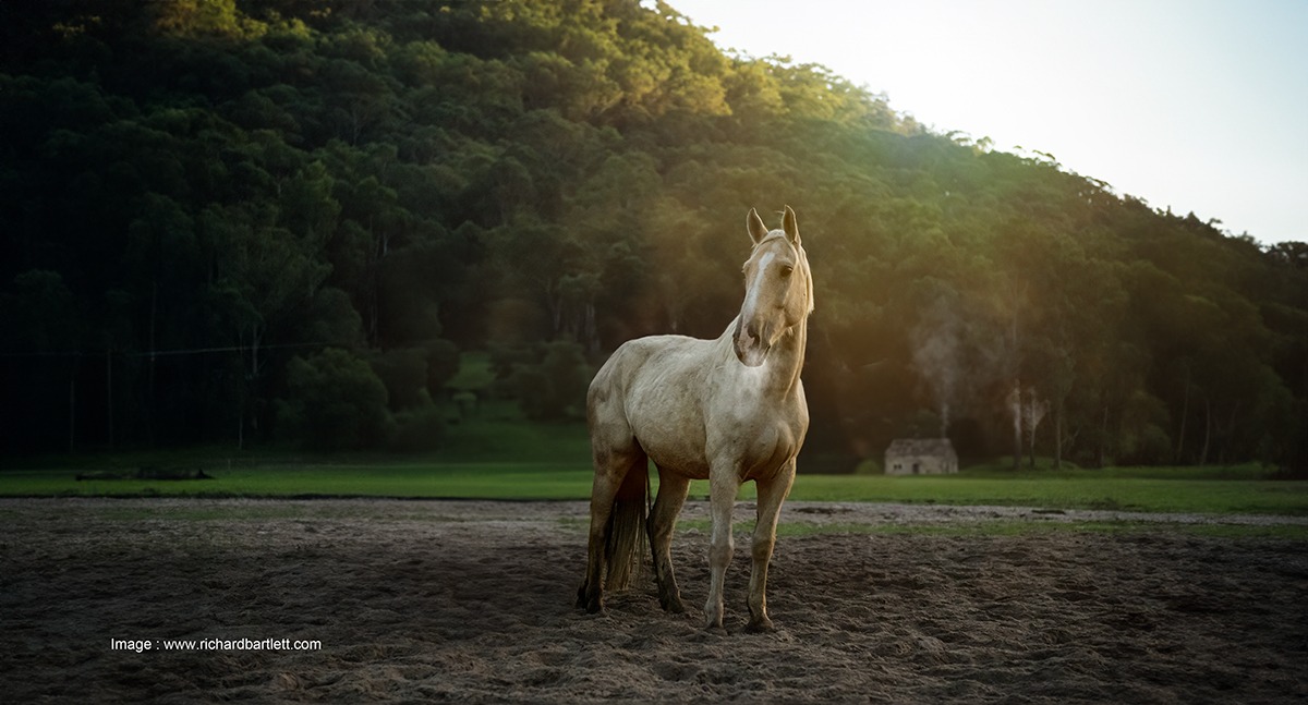 white horsewebfb